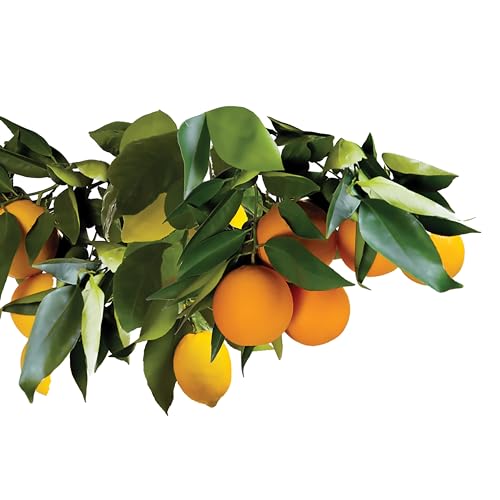 15 Count Slow Release Fertilizer Spikes for Fruit and Citrus Plants K69733