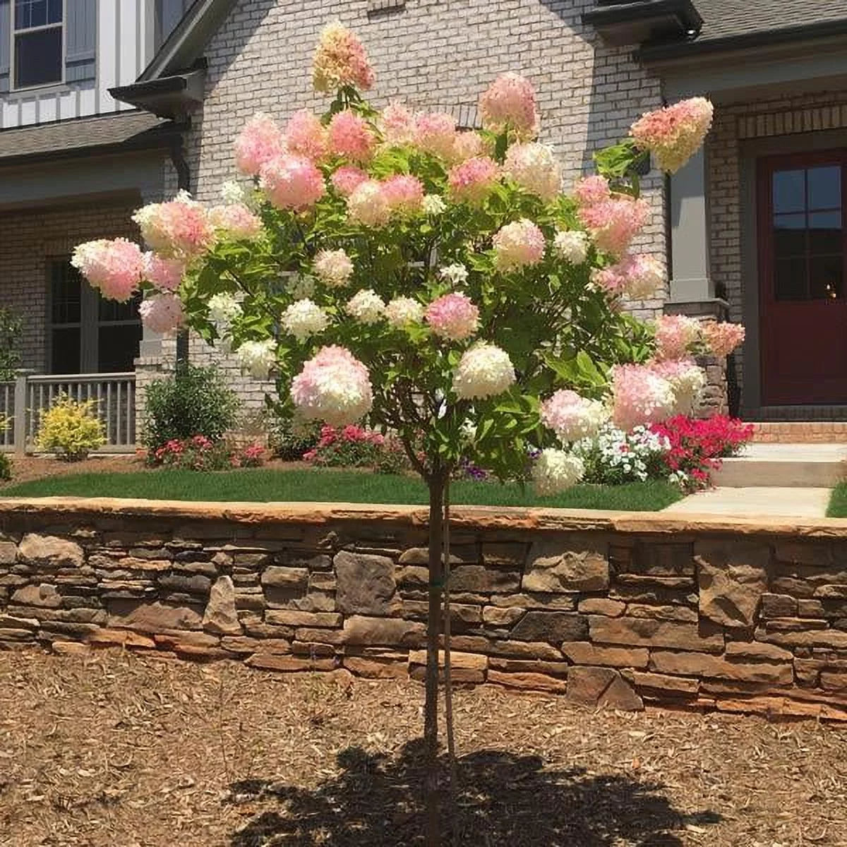 Vanilla Strawberry Hydrangea Tree O613507