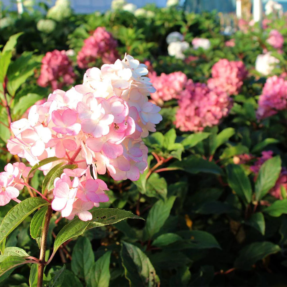 Vanilla Strawberry Hydrangea Tree O613507